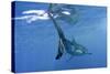 Great White Shark-null-Stretched Canvas