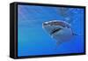 Great White Shark-null-Framed Stretched Canvas