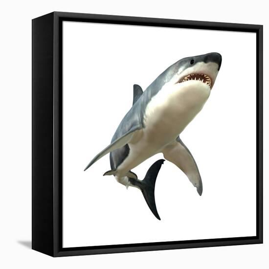 Great White Shark-null-Framed Stretched Canvas