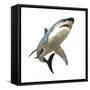 Great White Shark-null-Framed Stretched Canvas