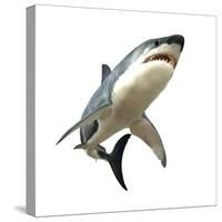 Great White Shark-null-Stretched Canvas