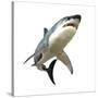 Great White Shark-null-Stretched Canvas