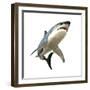 Great White Shark-null-Framed Premium Giclee Print