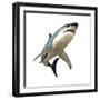 Great White Shark-null-Framed Premium Giclee Print