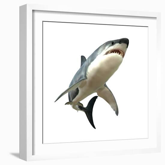 Great White Shark-null-Framed Premium Giclee Print