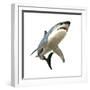 Great White Shark-null-Framed Premium Giclee Print