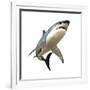 Great White Shark-null-Framed Art Print