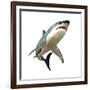 Great White Shark-null-Framed Art Print