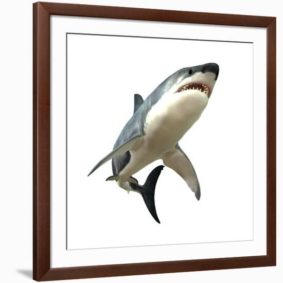 Great White Shark-null-Framed Art Print