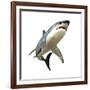 Great White Shark-null-Framed Art Print