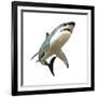 Great White Shark-null-Framed Art Print