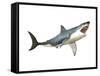 Great White Shark-null-Framed Stretched Canvas