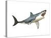 Great White Shark-null-Stretched Canvas