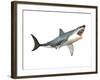 Great White Shark-null-Framed Art Print