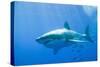 Great White Shark-DLILLC-Stretched Canvas