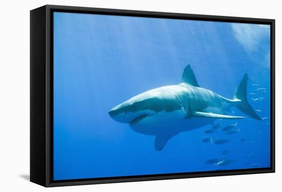 Great White Shark-DLILLC-Framed Stretched Canvas