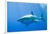 Great White Shark-DLILLC-Framed Premium Photographic Print