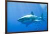 Great White Shark-DLILLC-Framed Premium Photographic Print