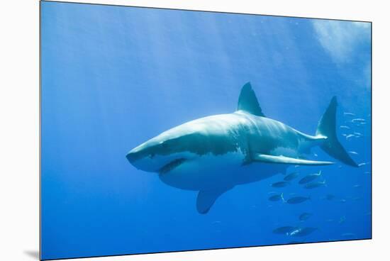 Great White Shark-DLILLC-Mounted Premium Photographic Print