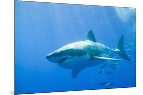 Great White Shark-DLILLC-Mounted Premium Photographic Print