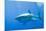Great White Shark-DLILLC-Mounted Premium Photographic Print