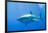 Great White Shark-DLILLC-Framed Premium Photographic Print