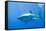 Great White Shark-DLILLC-Framed Stretched Canvas