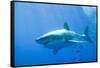 Great White Shark-DLILLC-Framed Stretched Canvas