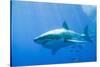 Great White Shark-DLILLC-Stretched Canvas