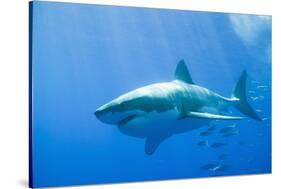 Great White Shark-DLILLC-Stretched Canvas