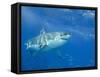 Great White Shark-DLILLC-Framed Stretched Canvas