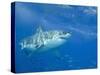 Great White Shark-DLILLC-Stretched Canvas