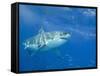 Great White Shark-DLILLC-Framed Stretched Canvas