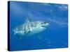 Great White Shark-DLILLC-Stretched Canvas