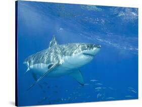 Great White Shark-DLILLC-Stretched Canvas