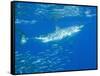 Great White Shark-DLILLC-Framed Stretched Canvas