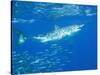 Great White Shark-DLILLC-Stretched Canvas