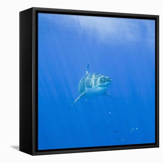 Great White Shark-DLILLC-Framed Stretched Canvas