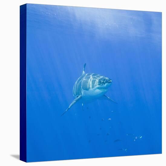 Great White Shark-DLILLC-Stretched Canvas