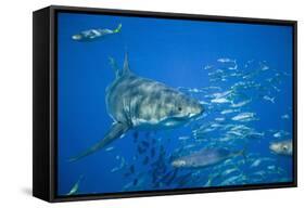 Great White Shark-DLILLC-Framed Stretched Canvas