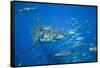 Great White Shark-DLILLC-Framed Stretched Canvas