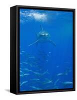 Great White Shark-DLILLC-Framed Stretched Canvas