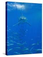 Great White Shark-DLILLC-Stretched Canvas