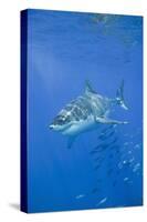 Great White Shark-DLILLC-Stretched Canvas