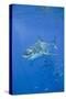 Great White Shark-DLILLC-Stretched Canvas