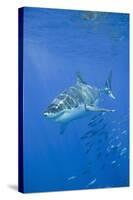 Great White Shark-DLILLC-Stretched Canvas