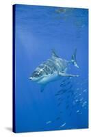 Great White Shark-DLILLC-Stretched Canvas