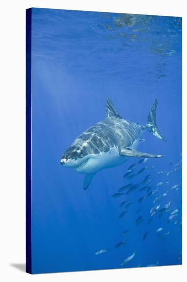 Great White Shark-DLILLC-Stretched Canvas