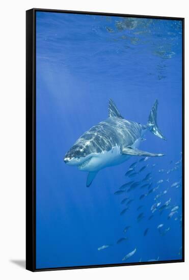 Great White Shark-DLILLC-Framed Stretched Canvas