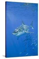 Great White Shark-DLILLC-Stretched Canvas